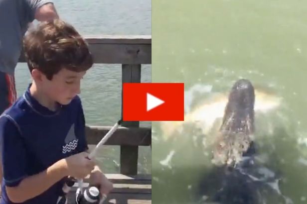 Alligator Steals Kid’s Catch Of The Day