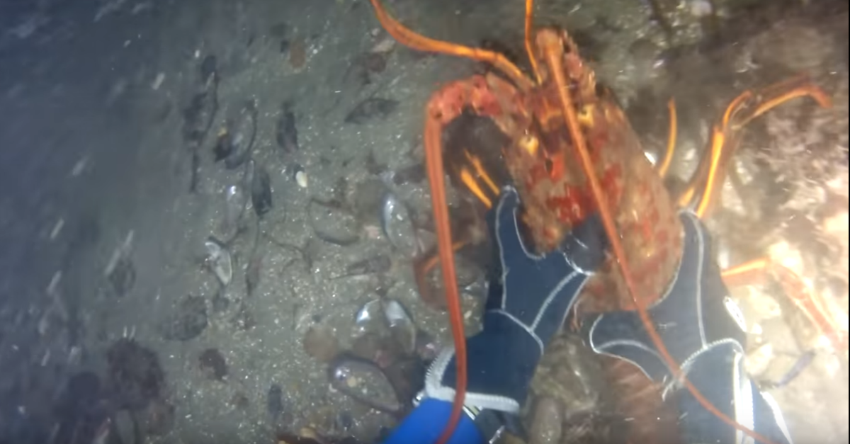 It was a typical night diving for lobster until he came upon a monster