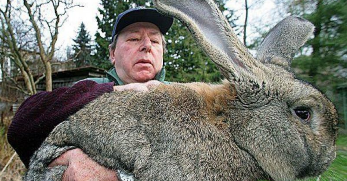 Owners are hopping mad about the death of their giant rabbit and they want answers
