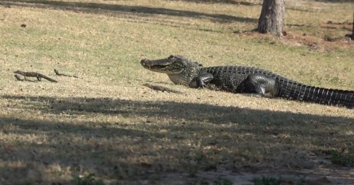 An alligator scared all the golfers away after she decided to take her ...