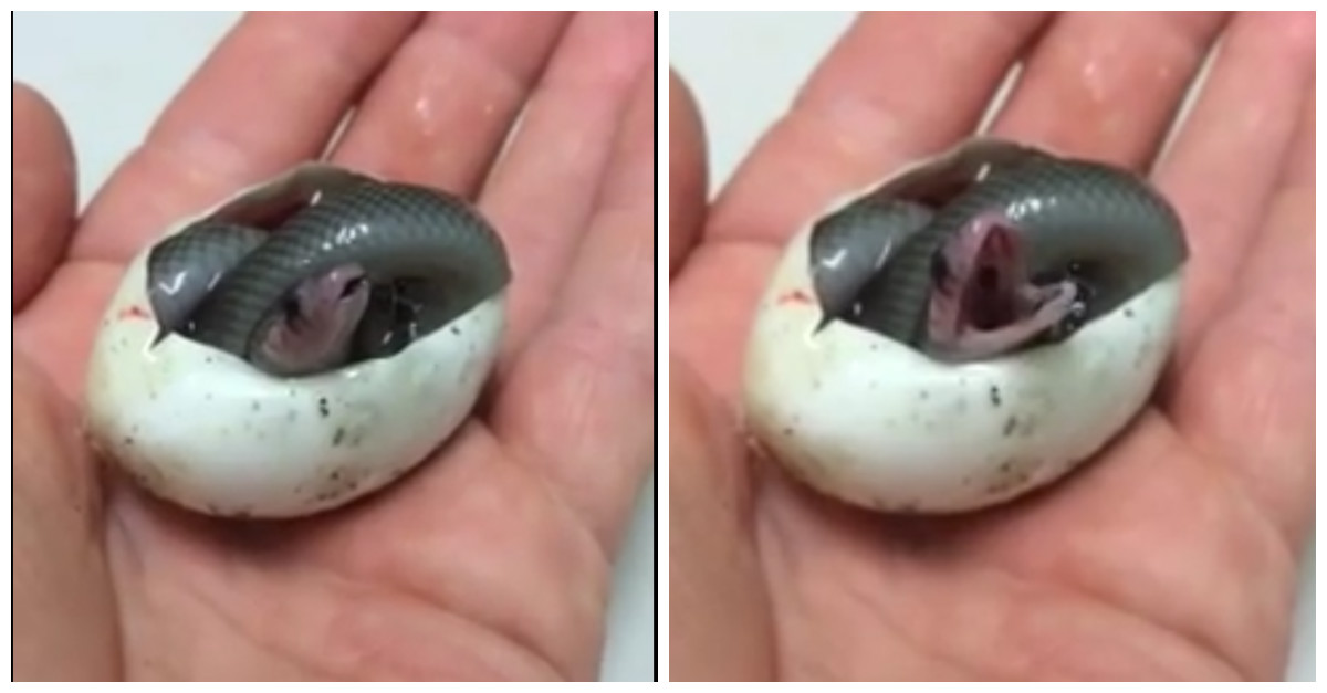 This baby snake taking his first breath is spectacularly cute, but don't get too close to his ...
