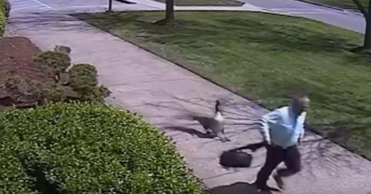 A cop was victimized by a wild goose chase, literally, after forgetting his keys in his car