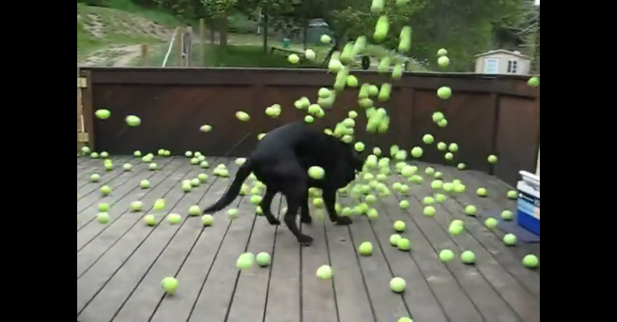 Watch this adorable dog freak out when its dreams come true Rare