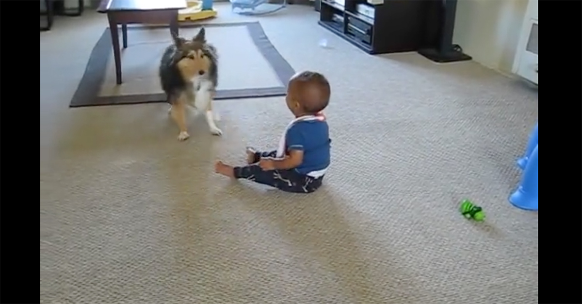 Adorable baby can’t stop laughing at the pooch running circles around ...