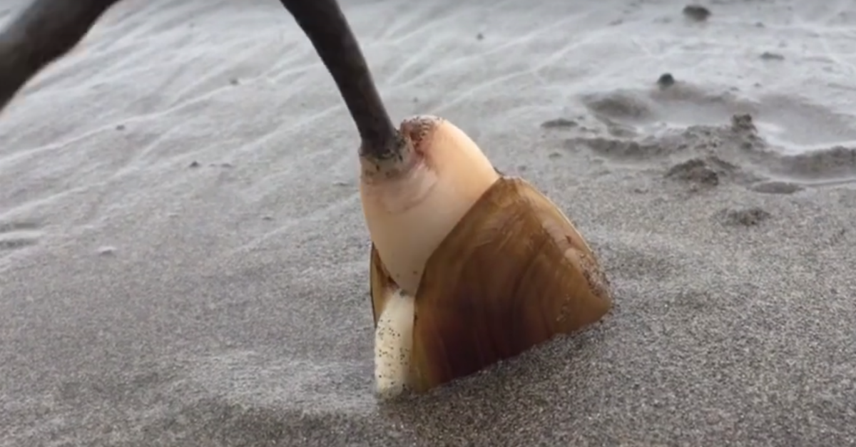 Черви в песке. Морской черенок. Моллюски в песке. Морской черенок моллюск в песке. Ракушка морской черенок.