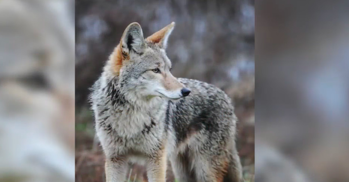 Pet owners should be wary of the coyote attacks spreading through Houston’s suburbs