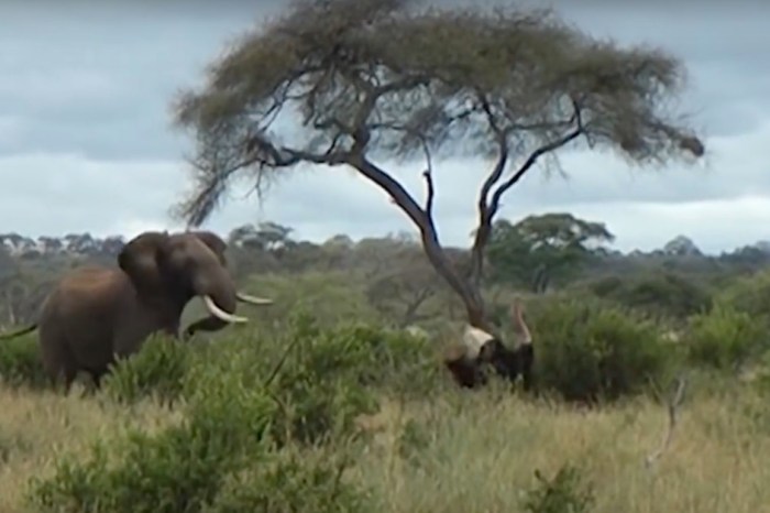 Two ticked off ostriches kickboxing in the wild took off running when an elephant put on its zebra stripes and refereed