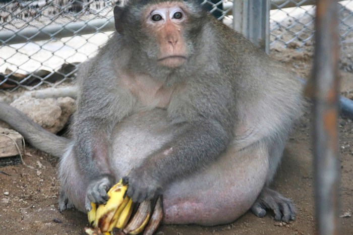 A morbidly obese monkey named “Uncle Fat” is going on a diet