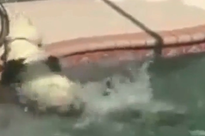 A Memorial Day pool session gets cancelled after an 8-foot gator crashes the party