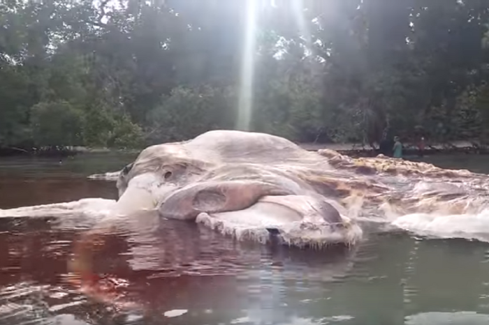This strange, giant sea monster washed up in Indonesia, and scientists think they know what it is