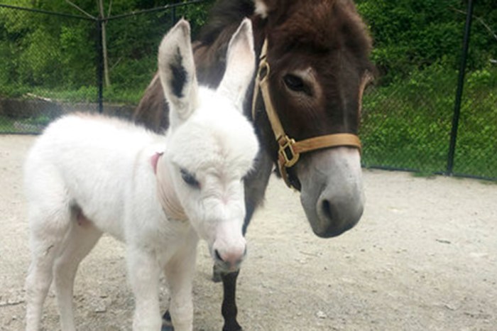 This rescued mini-donkey was carrying a big secret