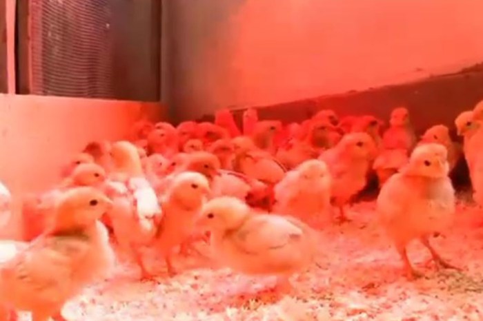 After 70 baby chicks were stolen from a farm, they’re finally home again