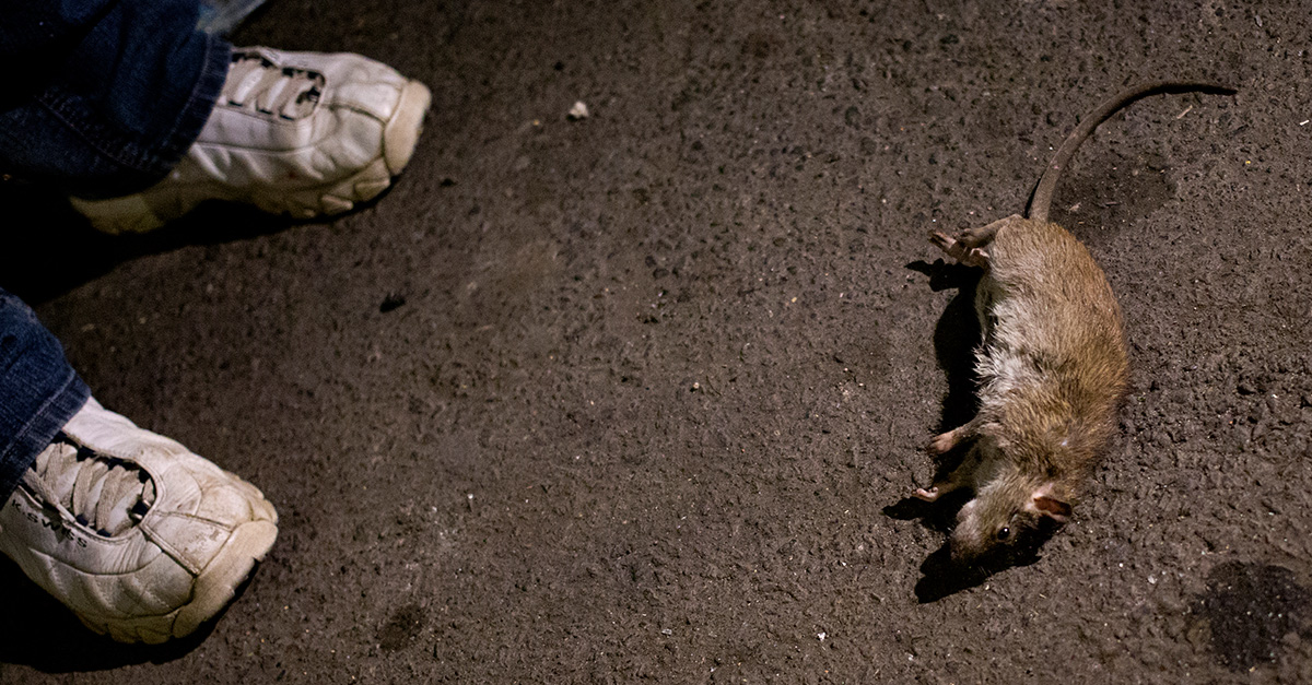 Chicago’s rat problem is so bad that they are now pleading with the public to not feed them