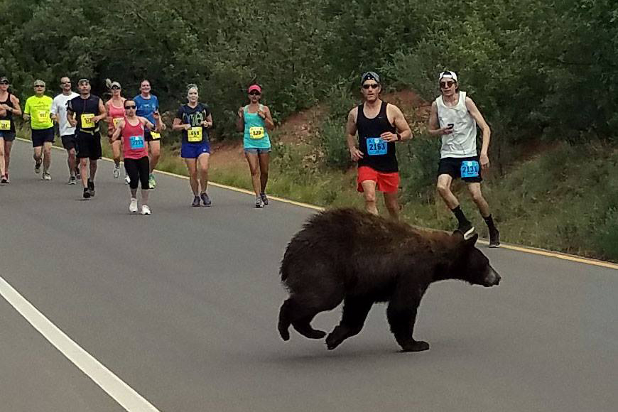 Bear Runners