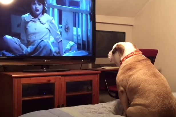 Brave Bulldog Tries to Protect Horror Movie Characters from Film’s Ghost