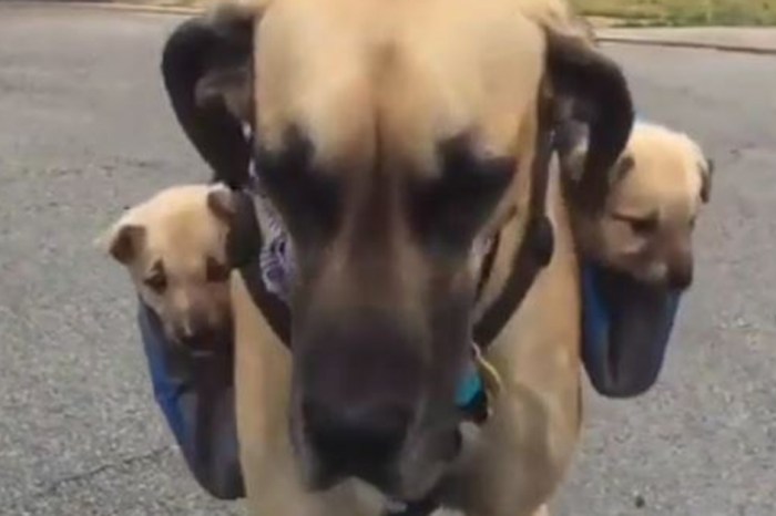Watch this incredibly cute mama carry her puppies on her back
