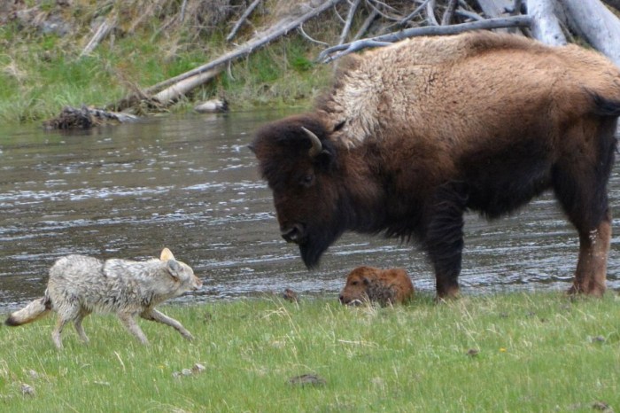 Mama bison scoffs at coyote’s attempt to harm her newborn calf