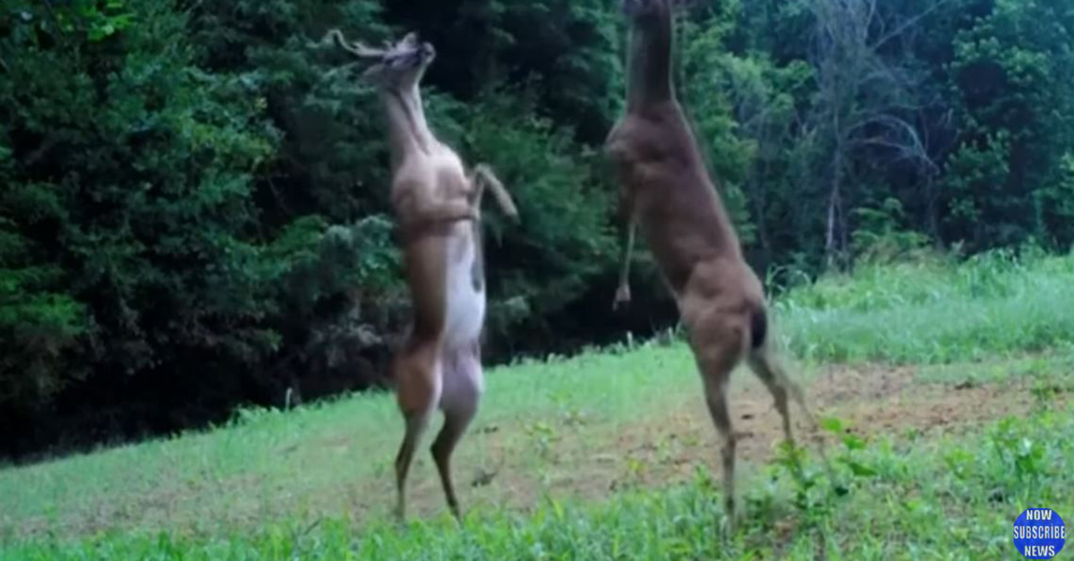 Watch these two deer go at it in a hardcore “slap fight”