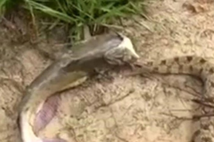 A 10-year-old kid felt a tug on his fishing line and reeled in a creepy double catch to remember