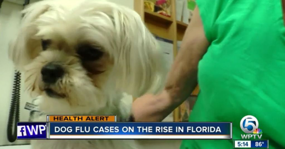 Canine influenza is on the rise with 12 dogs in Florida stricken so far