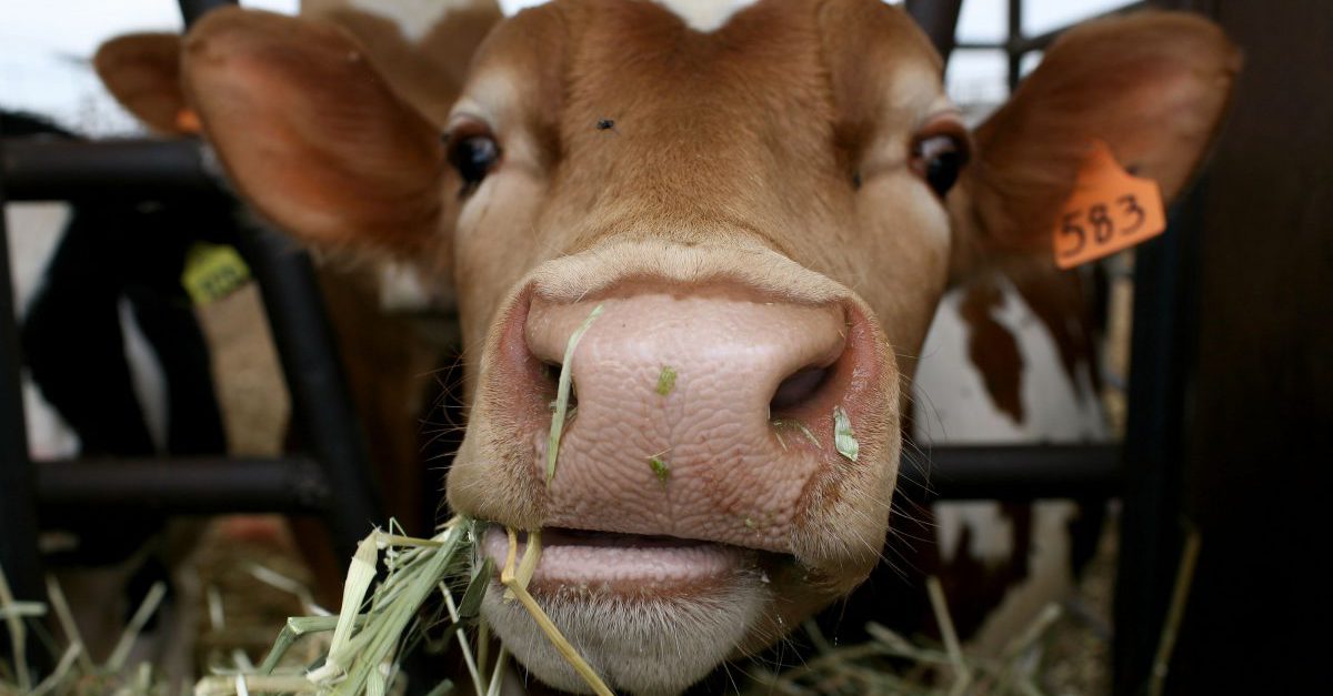 A runaway cow smashed into a police cruiser in suburban New York during its escapade