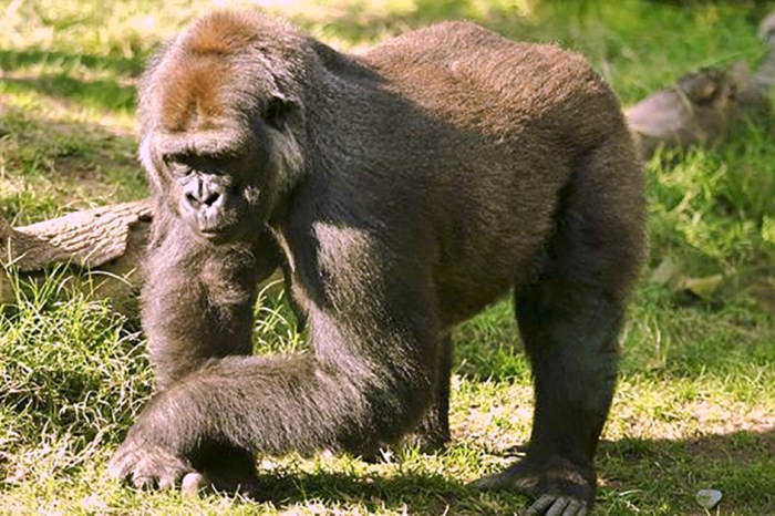 Vets and doctors team up to deliver endangered baby gorilla
