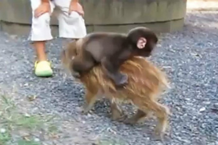 “Baby Monkey (Going Backwards On A Pig)” is a classic viral hit that we can’t get out of our heads