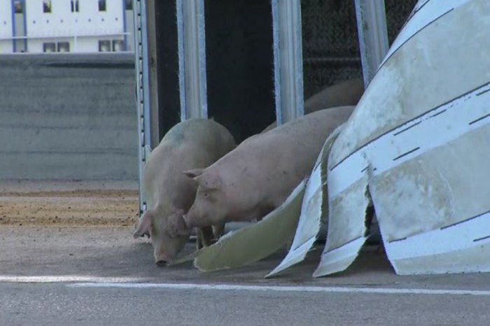 When pigs fly… out of an 18-wheeler at morning rush hour traffic