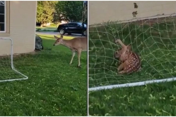 Man Rescues Tangled Baby Deer From Soccer Net