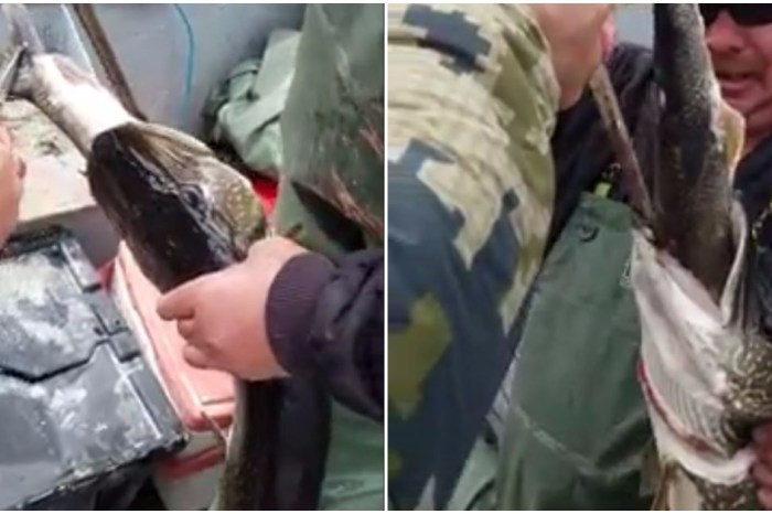 These fishermen were stunned when they pulled something unexpected from their impressive catch’s stomach