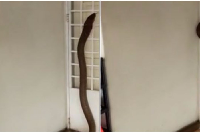 Watching this giant cobra slither its way into an apartment is the stuff of home nightmares