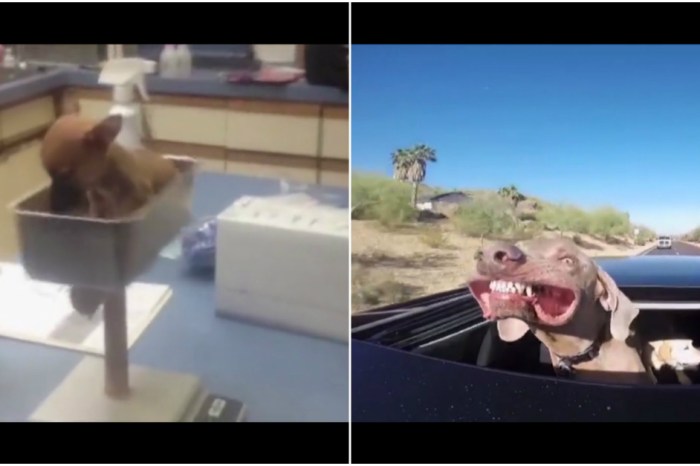All your problems will fade away once you start watching this crazy dog montage