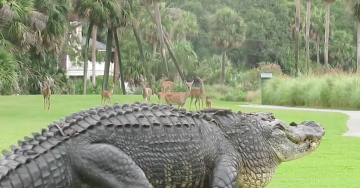 A 12-foot long unexpected visitor showed up to strut his stuff on a South Carolina golf course