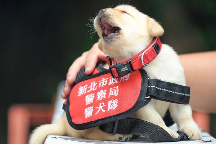 These puppies are the cutest police recruits you’ve ever seen