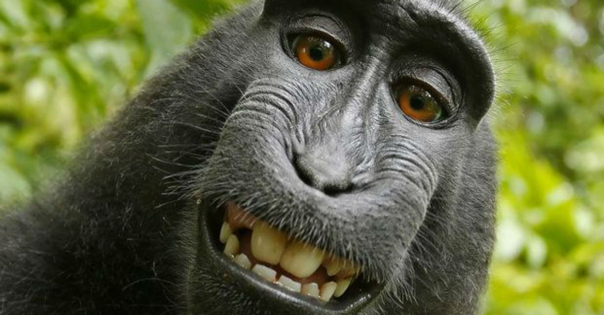 PETA Fought in Federal Court to Prove That This Monkey Owns the Copyright to His Selfie