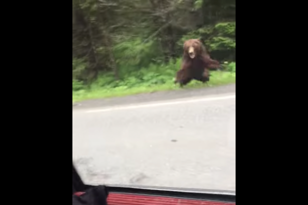 Two People Stop Car to Look at Bear, Bear Immediately Charges
