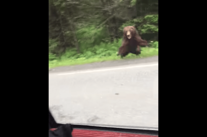 Two People Stop Car to Look at Bear, Bear Immediately Charges