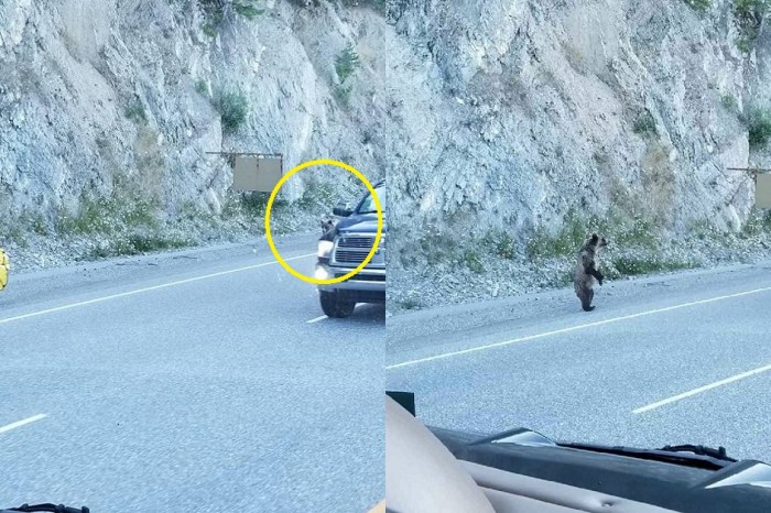 RVers help stop a bear as it chased down a cyclist, and their photos are just wild