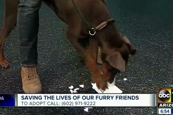 After a pup ate their script, one news crew was in a funny spot