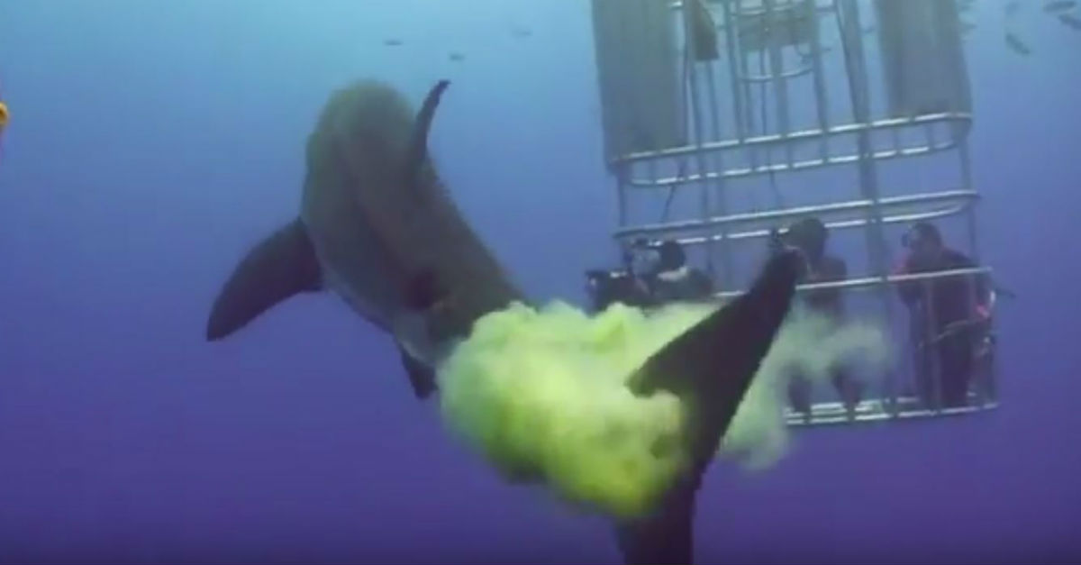 Divers Get Pooped on by Great White Shark