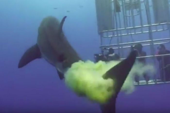 Divers Get Pooped on by Great White Shark