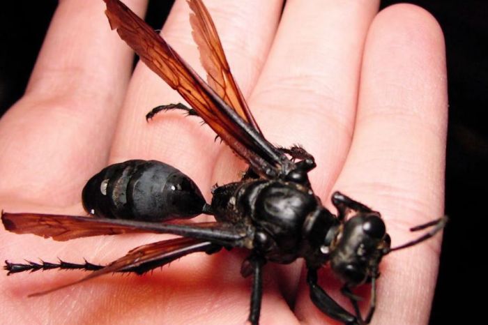Tarantula Hawk: Meet The Bug Whose Sting Is So Bad That All You Can Do Is Lie Down and Scream — Yes, Really
