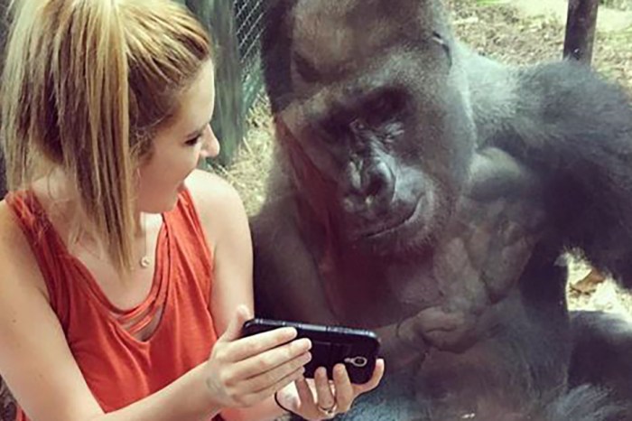 Chill gorilla watches videos of other gorillas on Instagram