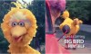 Flashback: Remember When Big Bird Joined the Beastie Boys For This Brilliant Mash Up!