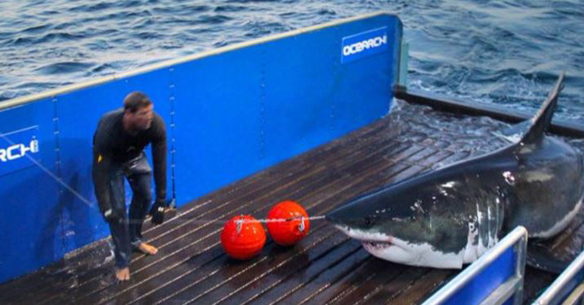 Meet the Hamptons’ newest celebrity: Mary Lee, a great white shark | Rare