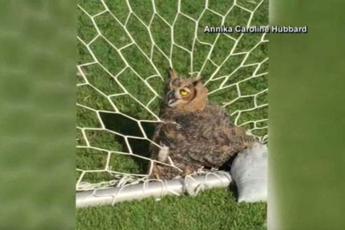 A Florida man spotted and helped rescue an owl after it got caught in a strange spot