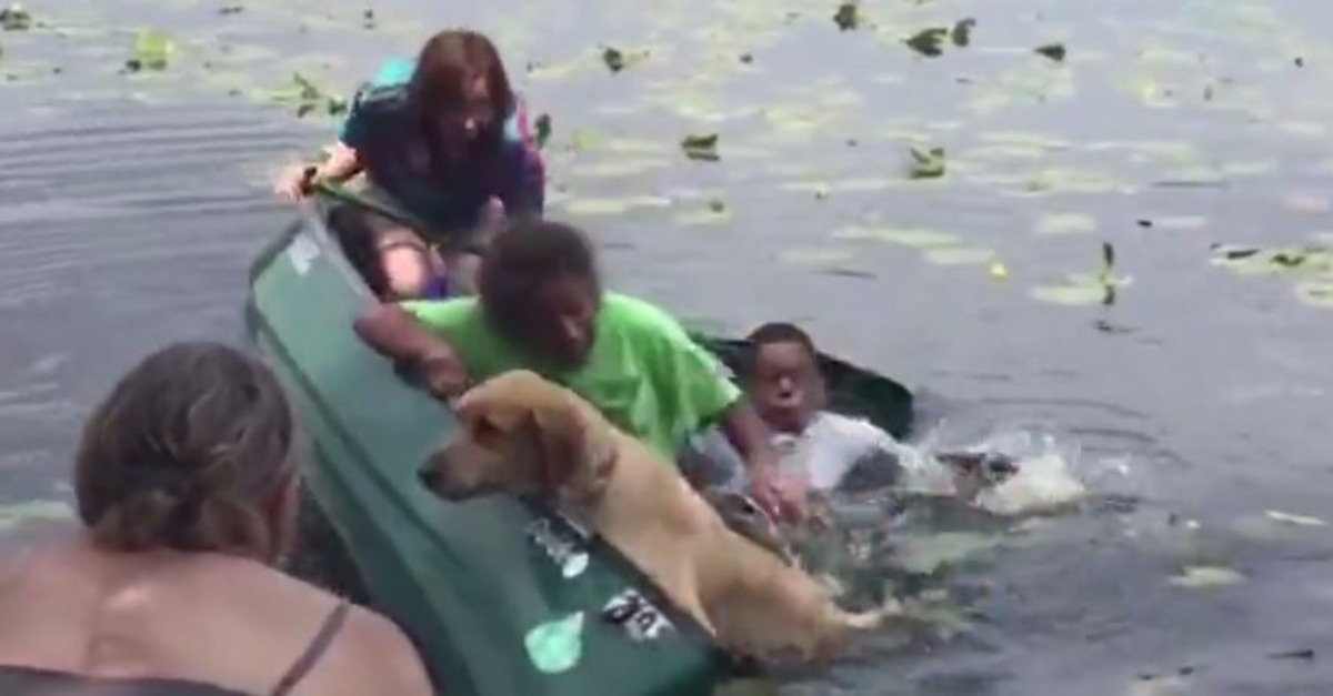 A Golden Retriever that was eager to get back to shore capsizes canoe