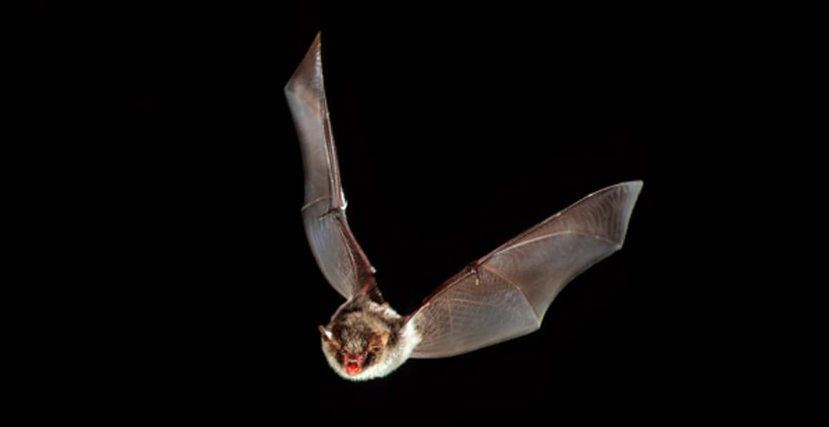 Warning About Bats After 2 More Found With Rabies In Naperville Rare 