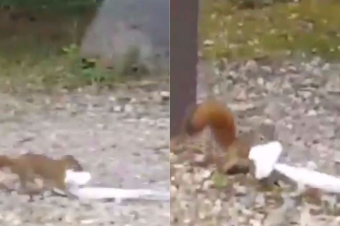 A squirrel is still on the loose after a video catches its toilet paper theft