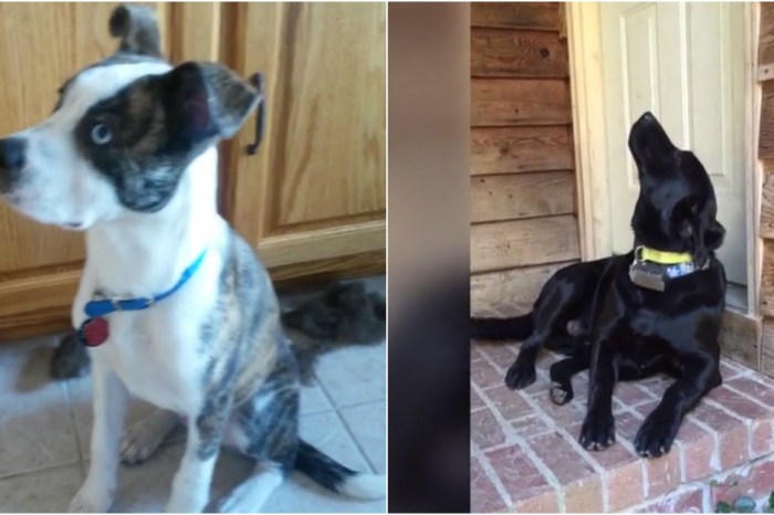 Here’s a compilation of guilty dogs to remind you that sometimes, the cutest animals are the most destructive